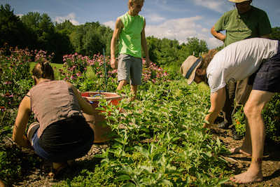 Herbalist training in the garden and the classroom. 