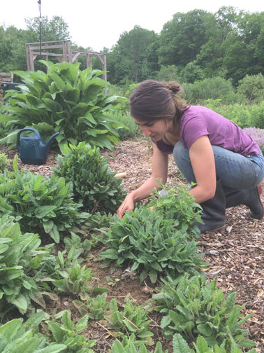 Tending to plants used for medicine