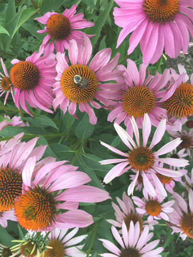 Examples of plants used for medicine: Echinacea