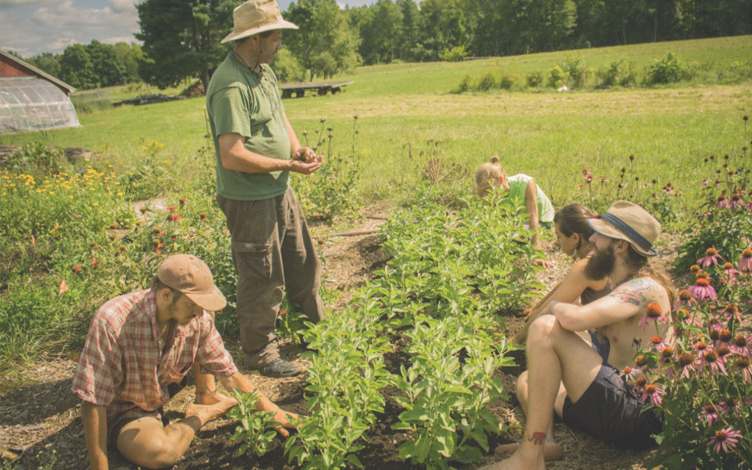 becoming an herbalist in a medicine garden