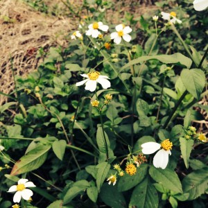 Bidens in Flower