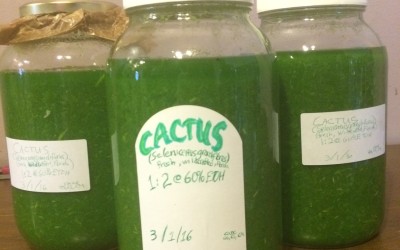 Making Cactus Tincture: Processing Fresh Plant