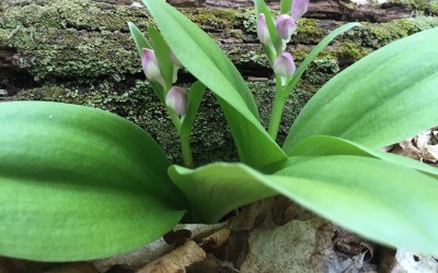 Nature and Herb Walks in Western Massachusetts: Mt. Toby and Beyond