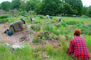 herbal medicine gardens