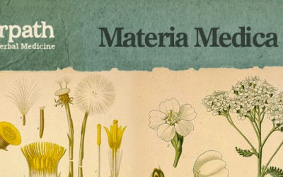 Materia Medica in June: Three Classes of In-depth Herbal Medicine Knowledge