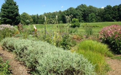 Growing Chinese Herbs