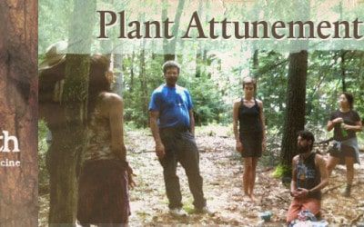 Plant Attunement: How-to Instructions