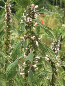 Anti-anxiety herb: Motherwort