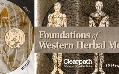 Discover Herbalism Classes Online with Breadth and Depth