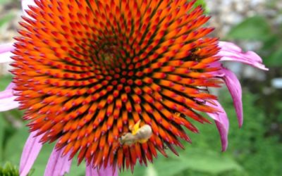 What is Echinacea Good For? Immune Stimulation, Among Others