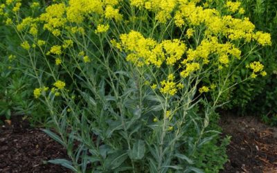 An Herbalist’s Spotlight on Woad: Medicinal Value & Best Gathering Time