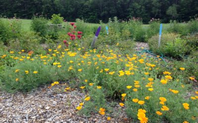 Plant Attunement with Blue Vervain and California Poppy