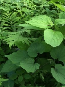 Collinsonia & wild yam.