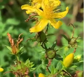 Understanding St. John’s Wort Benefits for Your Personal Use