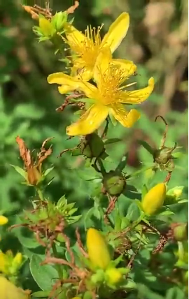 Understanding St. John’s Wort Benefits for Your Personal Use