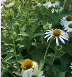 Echinacea Uses and an Herb Walk Where The Plant is Displayed