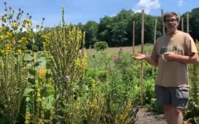 Mullein Uses: Flower, Leaf, and Root Medicines to Know