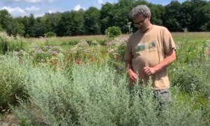 what is wormwood? wormwood benefits