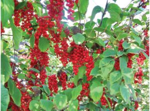 schisandra benefits